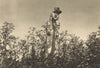 CHILE. Lago Budi. Monumento en la tumba de un cacique Araucano 1932 old print