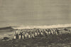 CHILEAN PATAGONIA. Isla Magdalena (Estrecho Magallanes). Pingüinos Penguins 1932