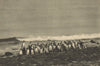 CHILEAN PATAGONIA. Isla Magdalena (Estrecho Magallanes). Pingüinos Penguins 1932