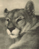 CHILEAN PATAGONIA. Puma. Felis concolor 1932 old vintage print picture