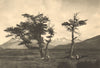 CHILEAN PATAGONIA. Yendegaya (Tierra del Fuego). Interior de la Isla Grande 1932