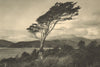 CHILEAN PATAGONIA. Isla Bertrand. Haya - Nothafagus antártica. Antarctic 1932