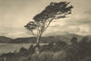 CHILEAN PATAGONIA. Isla Bertrand. Haya - Nothafagus antártica. Antarctic 1932