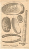 Plate II Seashells Sea Ear/Haliotis Wormshell/Serpula Tooth shell/Dentalia 1755
