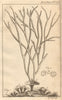 Sea-thong & Kelp, Mount's Bay, Cornwall. Saxon stica of Archbishop Wigmund 1756