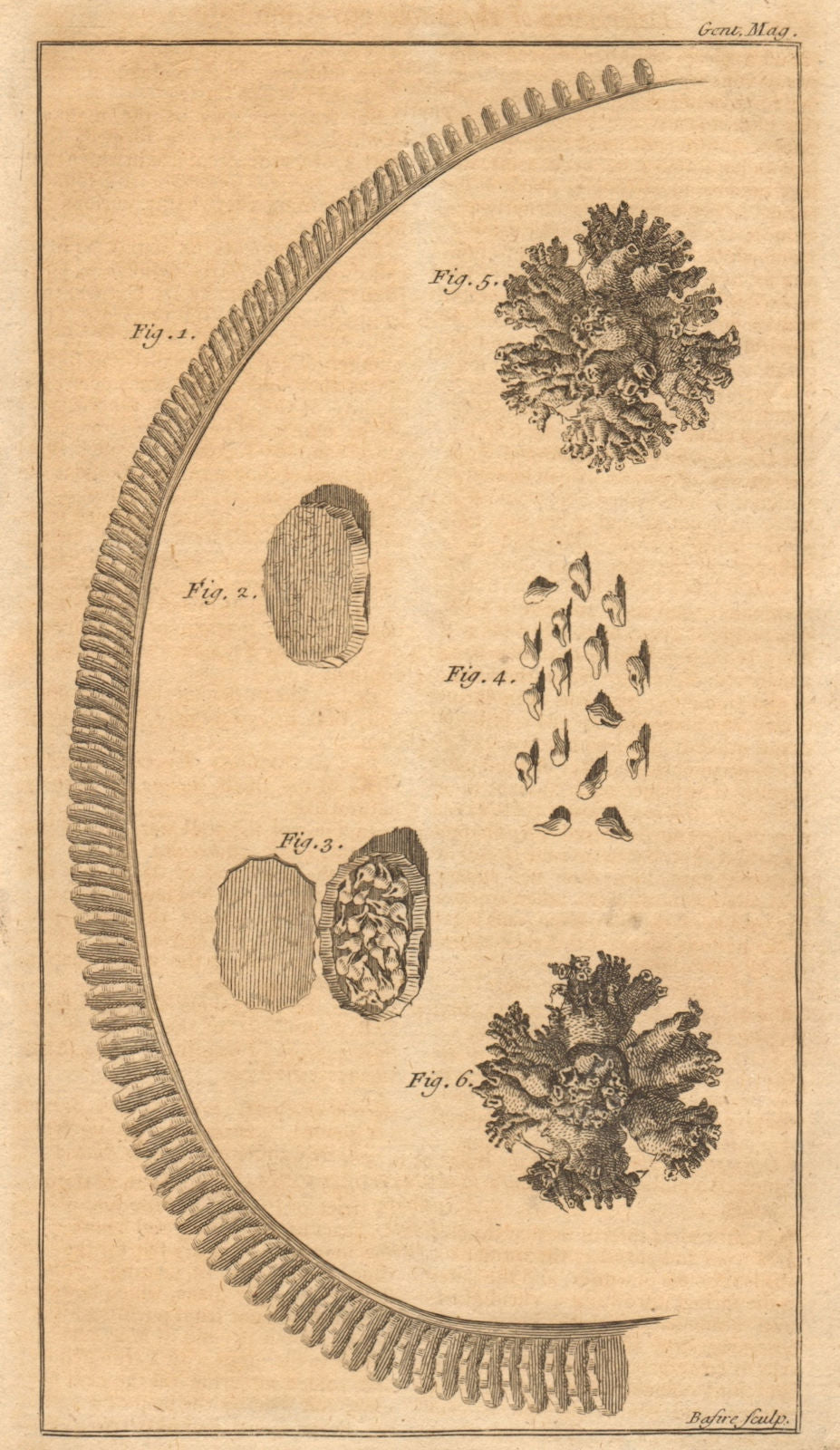 Shell matrix. Buccinum Ampullatum. Human bladder calculi. Molluscs 1757 ...