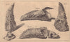 Oyster shells. Molluscs 1757 old antique vintage print picture
