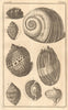 Seashells Dipper/Bulla Snail/Helix Rock/Murex Trumpet/Buccinum Volute 1759