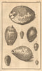 Plate XIX. Sea shells. Cowry, Cyproea. Molluscs 1759 old antique print picture