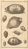 Plate XX. Seashells. Cowry / Cyproea. Dipper / Bulla. Molluscs 1759 old print