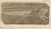 Fossil fish, the Muroena eel in slate 1761 old antique vintage print picture