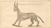 The Siyah-ghush or Lynx, an animal now in the Tower of London. Cats 1761 print