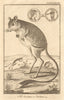 Jerboa 