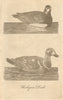Harlequin Duck, male and female. Poultry 1774 old antique print picture