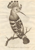 The Hoopoe bird 1777 old antique vintage print picture