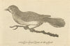 Cuculus Indicator, the Honey Guide. Birds 1777 old antique print picture