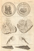 Paulus van Berestyn & wife. Fossil found in Somerset Suffolk & Kent 1788 print