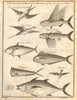 Flying fish & its enemies of air & sea. Frigate bird Dorado Bonito. BASIRE 1745