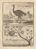 Kubalot or Fisher Bird nest. The Ostrich. West African birds 1745 old print