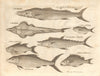 Fish at Sierra Leona. Pilchard Barracuda Banana Thresher 1745 old print