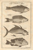 Sierra Leone fish. Parrot fish 