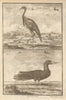 West African Birds. Crane Demoiselle. Alcatrazi or Mad-Bird. Albatross 1745