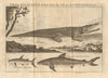 Young Alligator, drawn in London 1739. Shark. Catfish. West Africa 1745 print