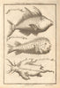 Cape Mesurado fish. Porcupine fish. Sea Devil ray. Liberia 1745 old print