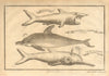 African fish. Basking Shark. Dolphin. Seasnipe 1745 old antique print picture