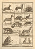 Ghana animals Hart Porcupine Berbe Potto Sluggard Chameleon Mandrill Jackal 1745