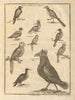 Guinea birds. Parrot. Parrokeet. Cape Coast eagle. West African birds 1745