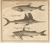 West African fish. Kingfish. Fetisso fish / Swordfish. Cat fish or Machoran 1745