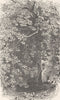 GERMANY. Castle Garden, Biebrich 1903 old antique vintage print picture
