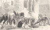 MOROCCO. The animals of the caravan 1882 old antique vintage print picture