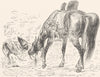 MOROCCO. An Arab and his horse 1882 old antique vintage print picture