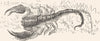 MOROCCO. A scorpion 1882 old antique vintage print picture