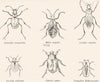 INSECT. Cicindela Campestris-Meloe Majalis-Caliabus 1882 old antique print
