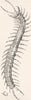 MOROCCO. A centipede 1882 old antique vintage print picture
