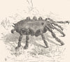 MOROCCO. Lycosa Tarentula 1882 old antique vintage print picture