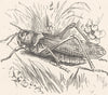 MOROCCO. A Locust 1882 old antique vintage print picture