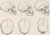 SCIENCE. Different shapes of skulls 1890 old antique vintage print picture