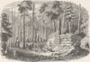CANADA. View in a Canadian forest 1890 old antique vintage print picture