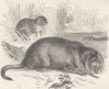 CANADA. The Musquash, or Musk-Rat (Fiber zibethicus)  1890 old antique print