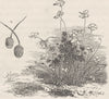 AUSTRALIA. The Nardoo Plant (Marsilea Macropus)  1890 old antique print