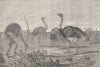 SOUTH AFRICA. Bushman hunting ostriches 1890 old antique vintage print picture
