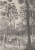 SUDAN. Forest of fan-leaved Palms in the Western Soudan 1890 old antique print