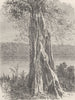 GABON. Ovouncha, a species of Fig-tree, from the Gabon 1891 old antique print