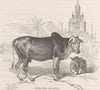 INDIA. Indian Zebu (Bos indicus)  1892 old antique vintage print picture