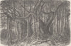 INDIA. The Great Banyan, or Sacred Tree, of India (Ficus indica)  1892 print