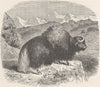 TIBET. The Yak (Bos grunniens) of Tibet 1892 old antique vintage print picture